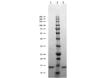 Digoxigenin Antibody