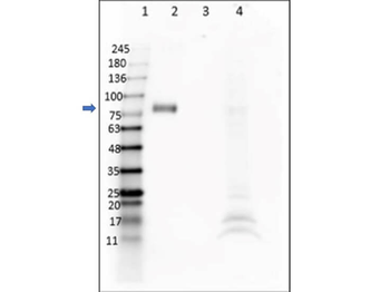 Digoxigenin Antibody