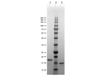 Digoxigenin Antibody
