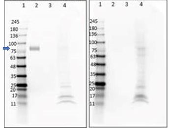 Digoxigenin Antibody