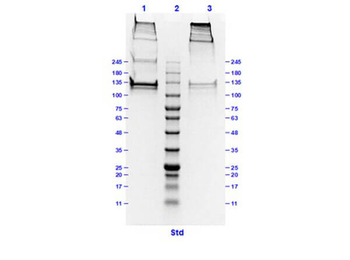 Bovine Collagen Type I protein