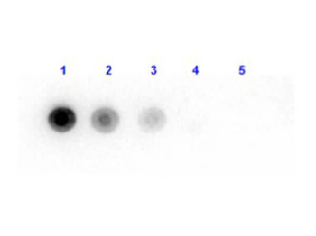 LUXB_VIBFI, luxA Antibody