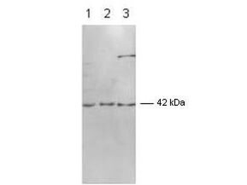 MAPK1 Antibody