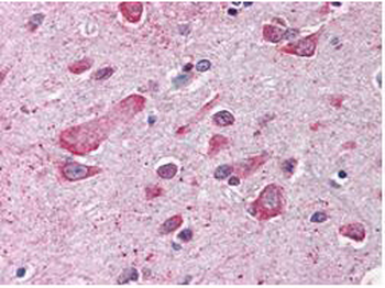 CUL1 Antibody
