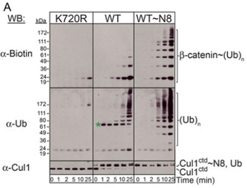 CUL1 Antibody