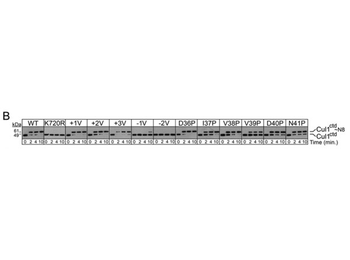 CUL1 Antibody