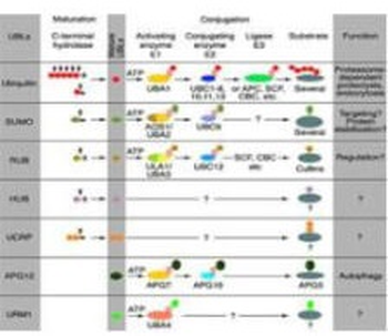 CUL5 Antibody