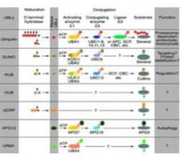 CUL7 Antibody