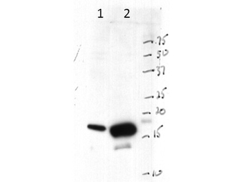 HIST1H3A Antibody