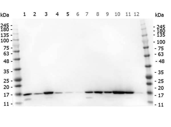 HIST1H3A Antibody