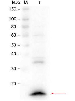 VHH Antibody