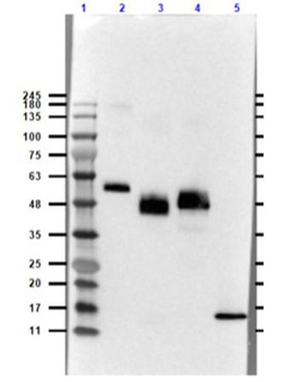 VHH Antibody