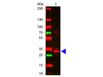 ansB Antibody