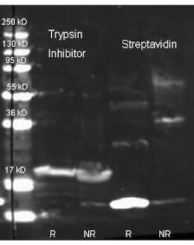 KTI3 Antibody
