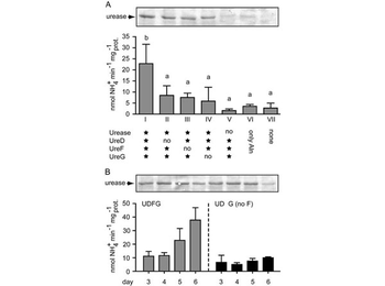 Urease Antibody