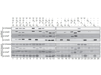 Urease Antibody