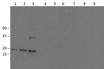 TNF Antibody