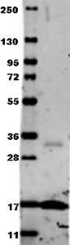 TNF Antibody