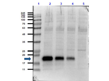 IL6 Antibody