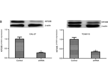 Mouse IgG Fc Antibody