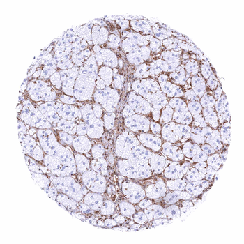 STING1 antibody