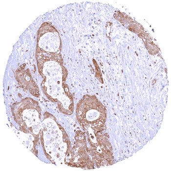 STING1 antibody