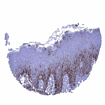 Glutamine Synthetase antibody