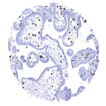 AIF1 antibody