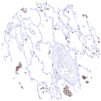 TIM3 antibody