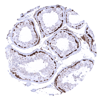 PGP9.5 / UCHL1 antibody