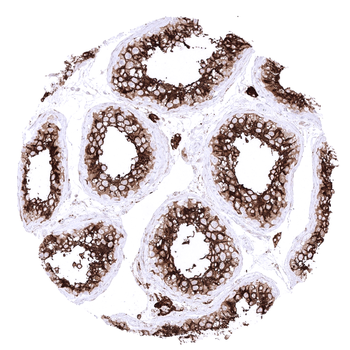 ACE2 antibody