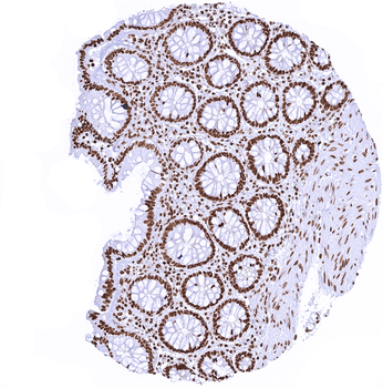 Histone H3 / H3-3A antibody