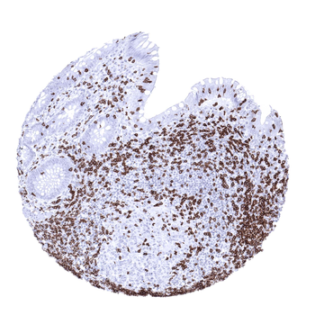 CD3 antibody
