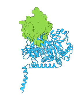 SLC27A2 Polyclonal Antibody