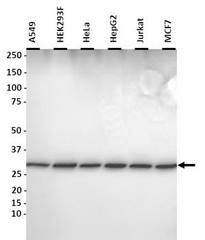 YWHAE Polyclonal Antibody