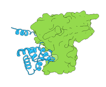 ANXA2 Rabbit Polyclonal Antibody