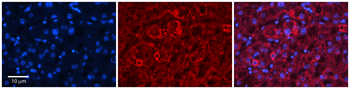 MTCP1NB Rabbit Polyclonal Antibody