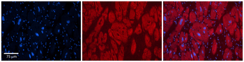 OTUD7B Rabbit Polyclonal Antibody