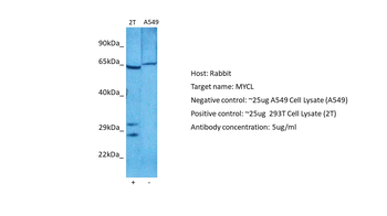 MYCL1 Rabbit Polyclonal Antibody