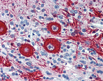VEZF1 Rabbit Polyclonal Antibody