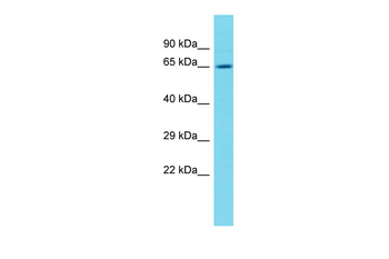 Nfe2l2 Rabbit Polyclonal Antibody