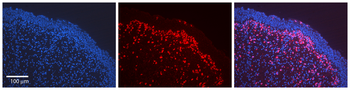 Nfe2l2 Rabbit Polyclonal Antibody