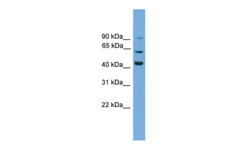 Txlng Rabbit Polyclonal Antibody