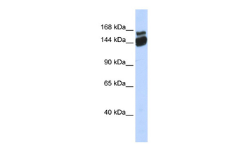 ZBED9 Rabbit Polyclonal Antibody