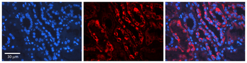 PDCD8 Rabbit Polyclonal Antibody