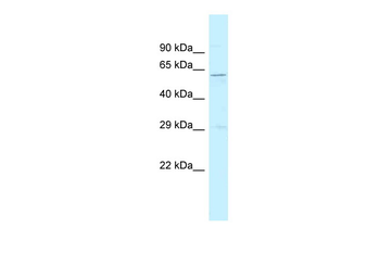 SRP54A Rabbit Polyclonal Antibody
