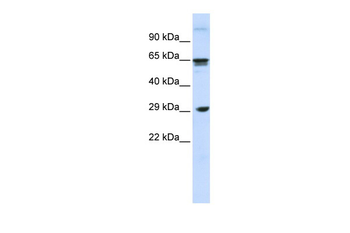 CLEC4M Rabbit Polyclonal Antibody
