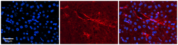 SLC5A5 Rabbit Polyclonal Antibody