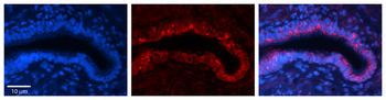 RPN2 Rabbit Polyclonal Antibody