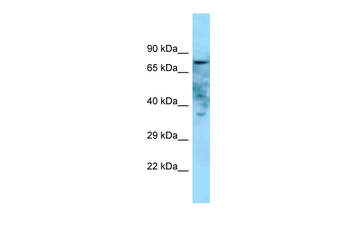 Golim4 Rabbit Polyclonal Antibody